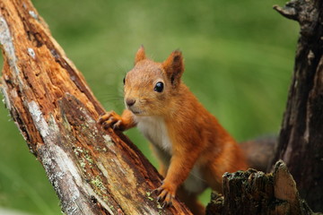 Obraz premium animal