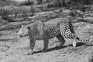 leopard namibia black and white