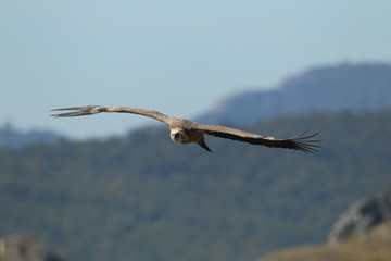 animal