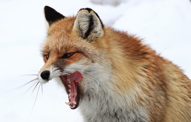 Fototapeta premium animal