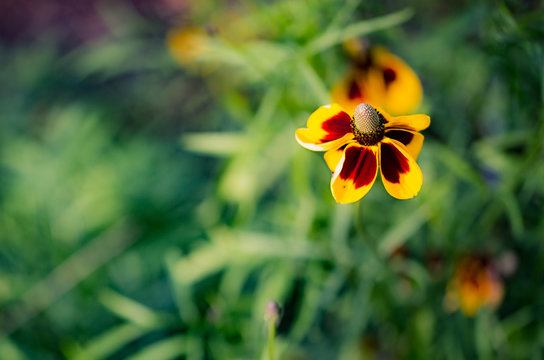 Red and Yellow Flower with Green Foliage