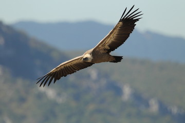 animal