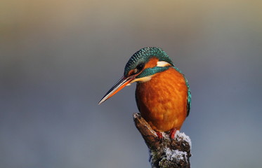 kingfisher