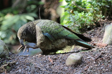 Kea