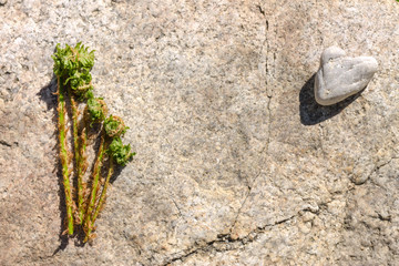 small fern sprout on a stone background