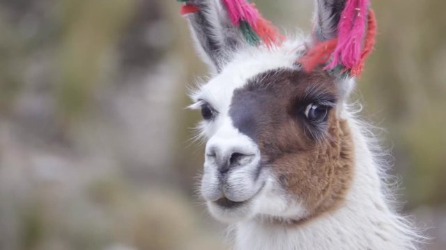 Portrait of a llama wearing yarn decorations on their ears, Peruvian Andean.