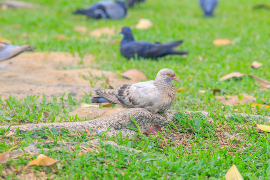 Beautiful colorful white pigeon is sitting on the big tree root.