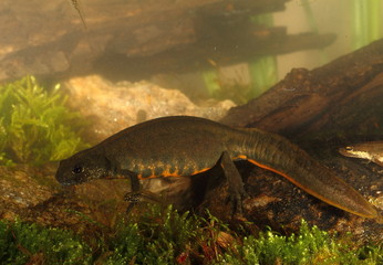 Animal