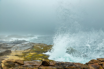 Foggy Morning on Schoodic