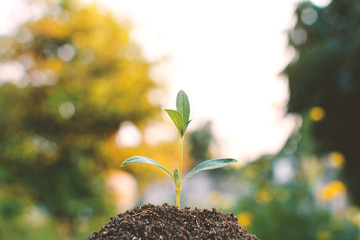 Green plant on soil and tree bokeh background selective and soft focus a colour of vintage tone