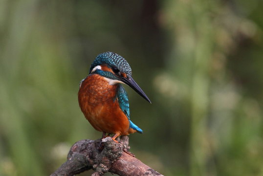 kingfisher © Fabrizio Moglia