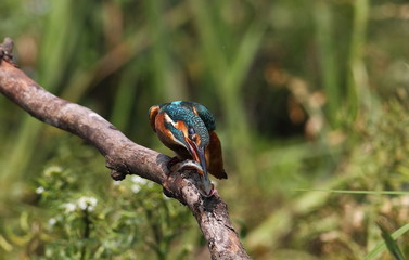 kingfisher