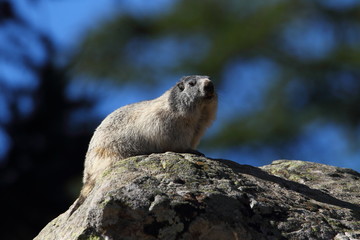 Animal