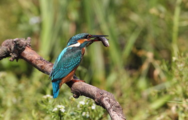kingfisher