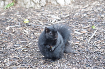 black squirrel