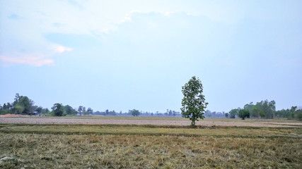 The Drought, soil cracking, drought grass