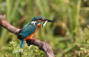 Kingfisher