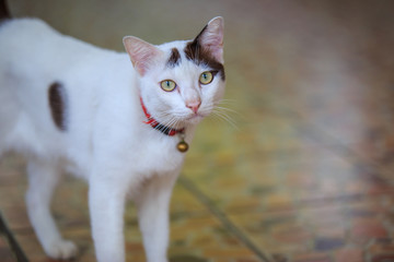 Cute white cat on the floor.