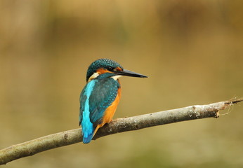 Kingfisher