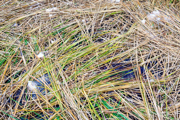 Cut of Sedge or green grass at lake.