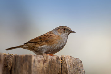 animal