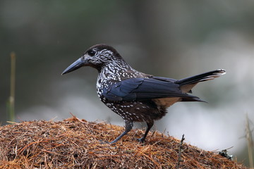 Animal