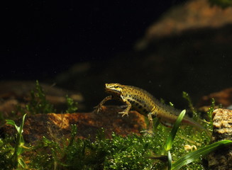 animal