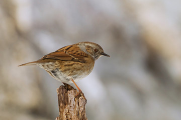 animal