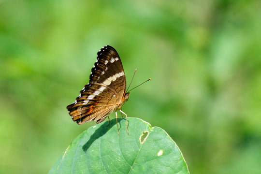 butterfly in mexico