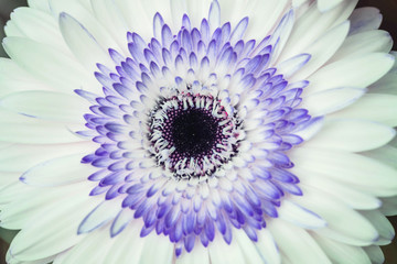 Closeup white and blue chrysanthemun flower textured background