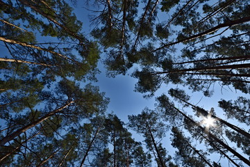 Perspective looking up through trees