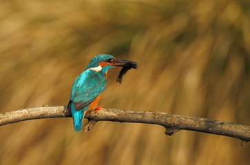 animal