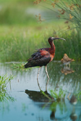animal
