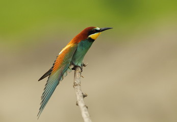 Animal