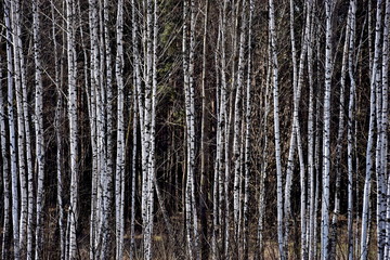 White birch with dark woody background