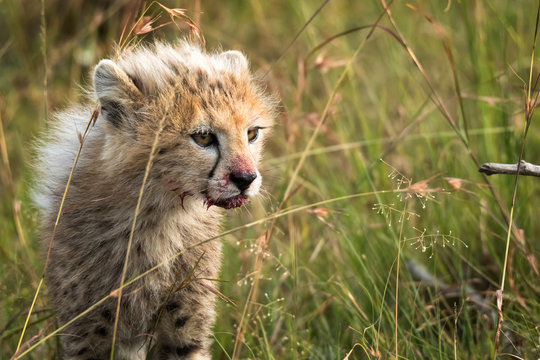 Cheetha cub after eating