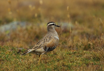 Obraz premium animal