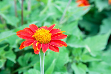 Closeup to red flower.