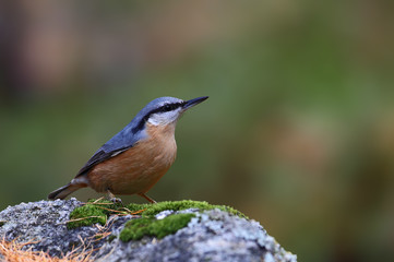 animal