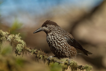 animal