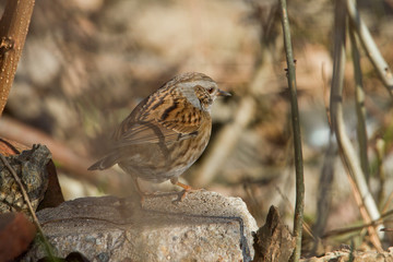 animal
