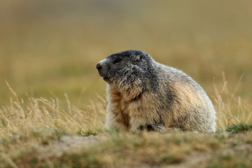 animal