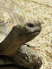 Close Up of a Leopard Tortoise, (Geochelone pardalis) Vertical with Selective Focus
