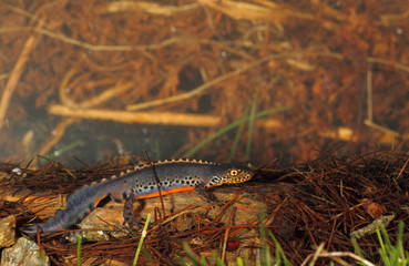 animal