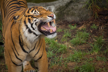 Fototapeta na wymiar Sumatran Tiger Baring his Teeth Horizontal with Copy Space