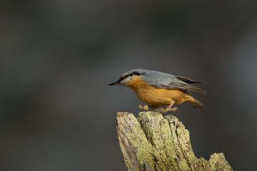 animal