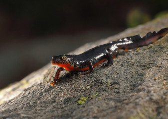 animal