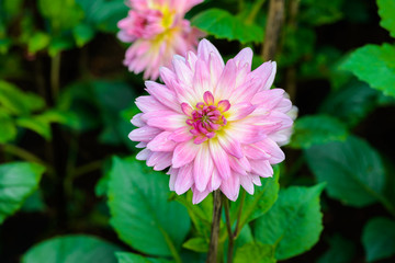 Beautiful Dahlia flowers