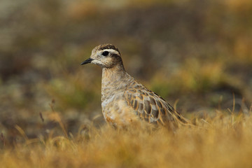 animal