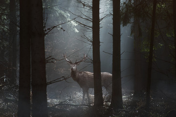 Hirsch steht in einer Waldlichtung